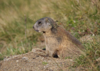 sommer murmeltier serfaus ferienwohnungen